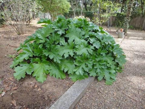 ACANTHUS (OYSTER PLANTS)