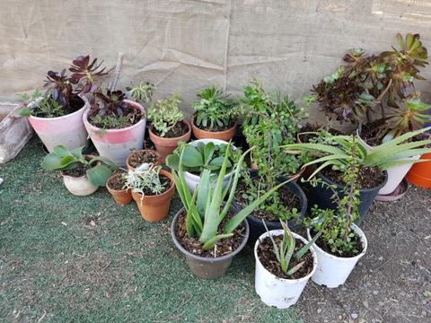plants for sale
