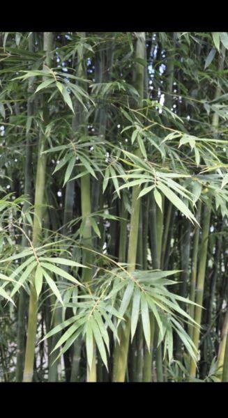 *SUPERSALE* ~2m tall Slender Weaver Gracilis Bamboo $69