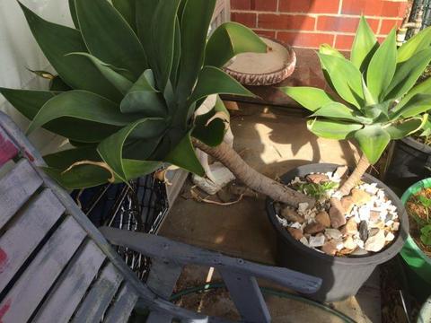 Agave Mature in Pot 2 large & more