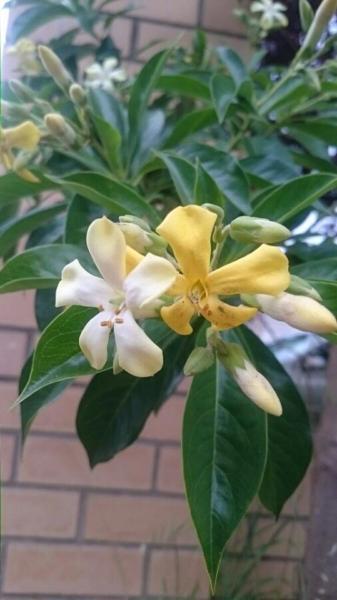 Native frangipani tree/shrub flowering yellow and creme