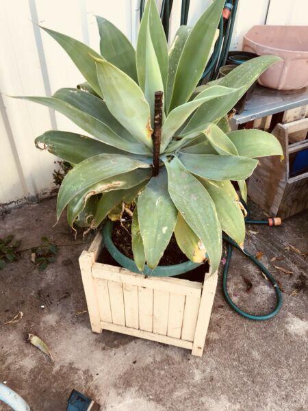 Large agave plant