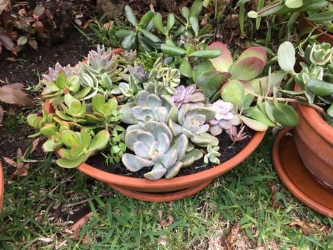 Succulents in terracotta pots