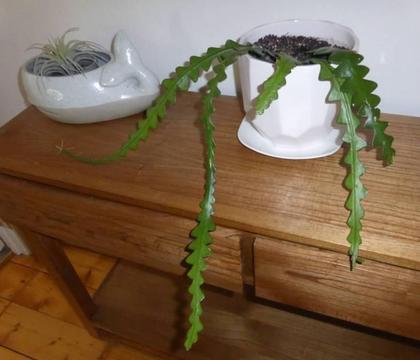 Zig Zag Cactus (Ric Rac Cactus)