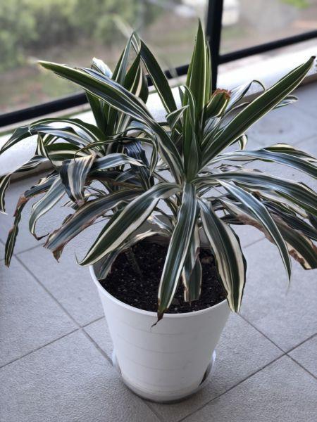 Plant for Sale: Dracaena deremensis 'Warneckii'