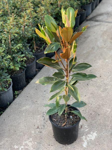 Magnolia Little Gem - 700mm tall - $25!