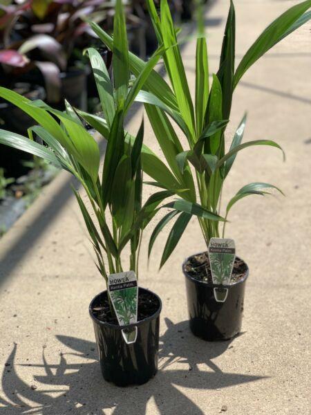 Kentia Palms! Only $10!!