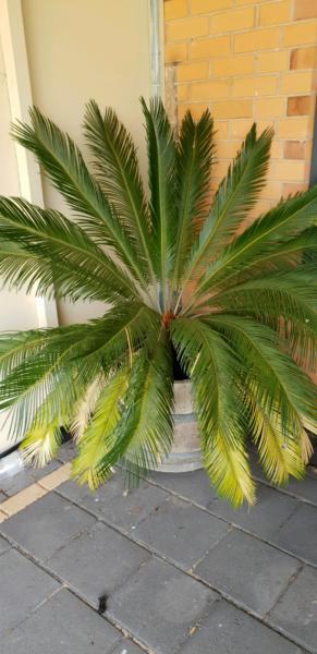 Large Cycad for sale