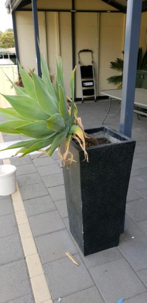 Agave in concrete pot