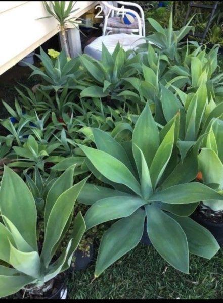 Agave plants for sale