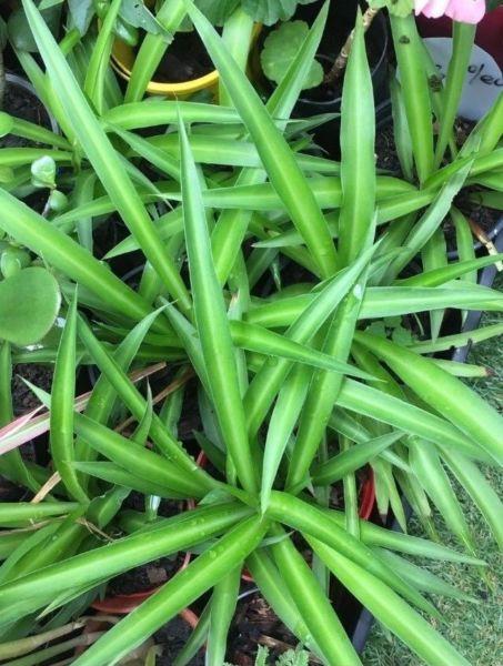 Spider plants for sale
