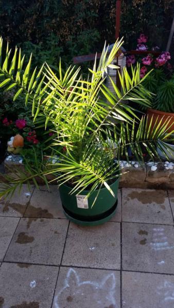 Palm tree Plant