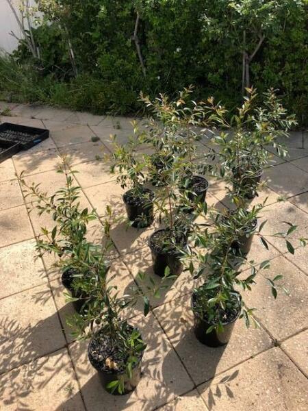 Plants- Syzygium australe 'Lilli Pilli' x10