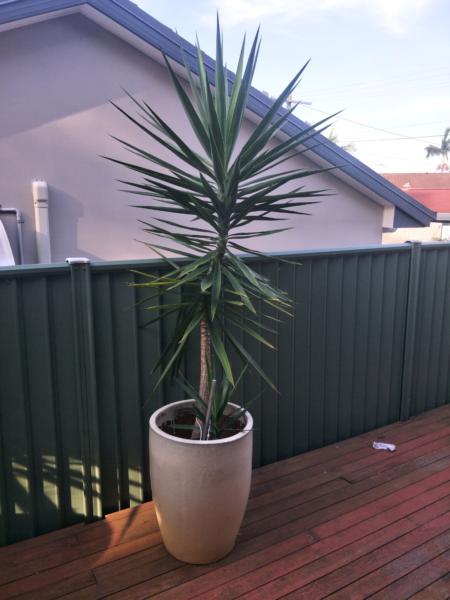 Large yucca with pot