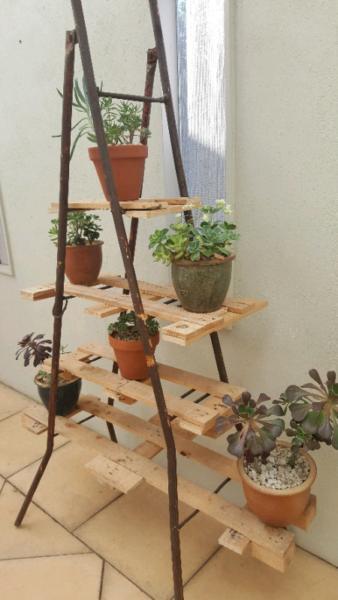 Rustic old ladder feature with six plants in pots! Xmas idea!