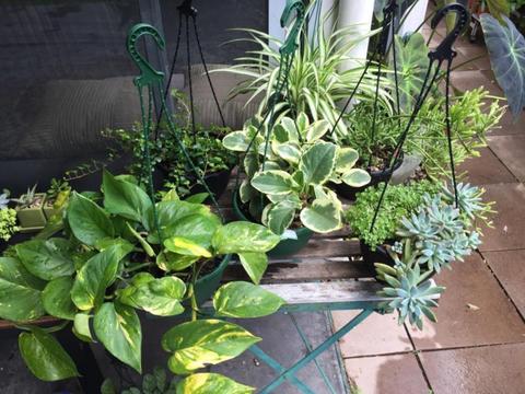 Wide range of very healthy hanging plants