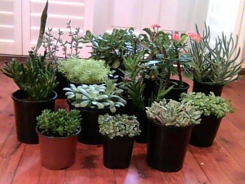 Popular collection of hardy succulents