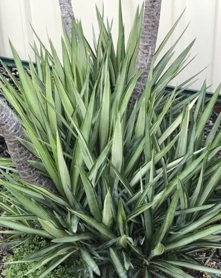 VARIEGATED YUCCA PLANTS $30 WHOLE LOT