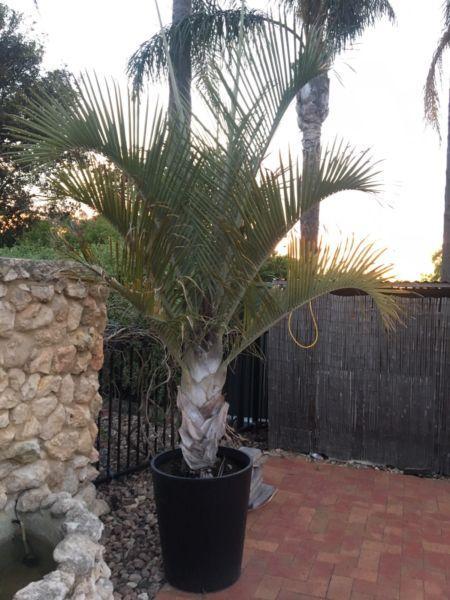 Palm tree in pot, approx 2.8m tall