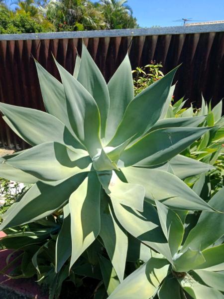 Agaves Plant