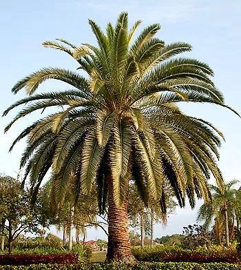 Wanted -Canary Island Date Palms
