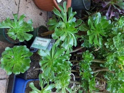 Aeonium plants -- house leeks