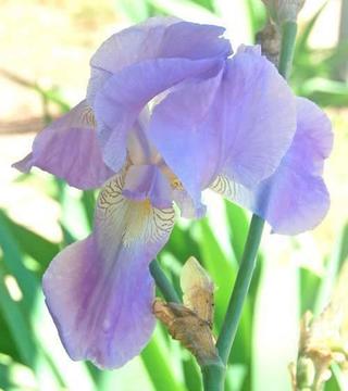 Established Bearded Iris Plants in 2 large pots $20 the lot