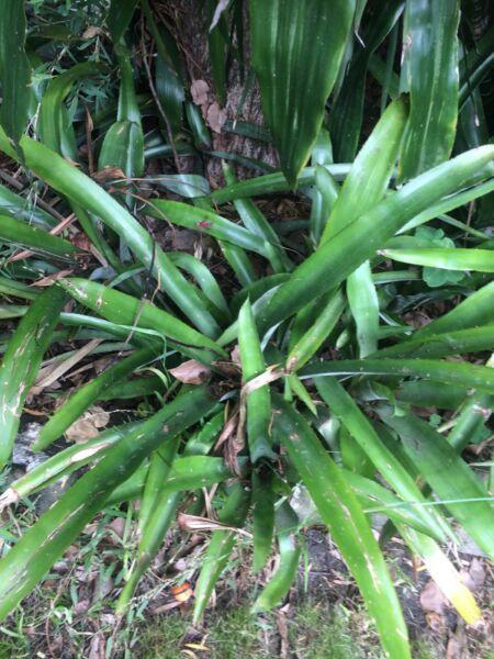 LARGE BROMELIADS to be Cleared Out of Garden