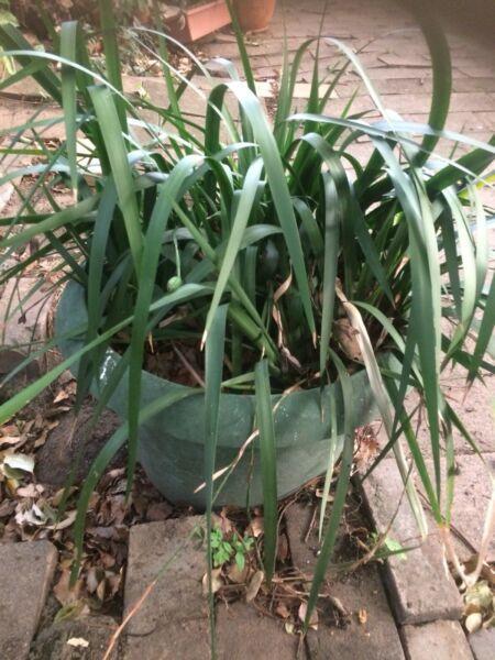 Hundreds of Native Grass Lily Plants in Large Pot