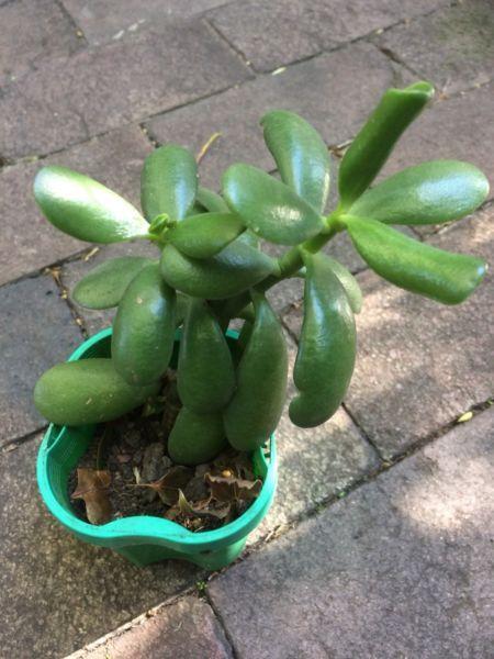 Jade Plants $5! Sunday Backyard Clearance