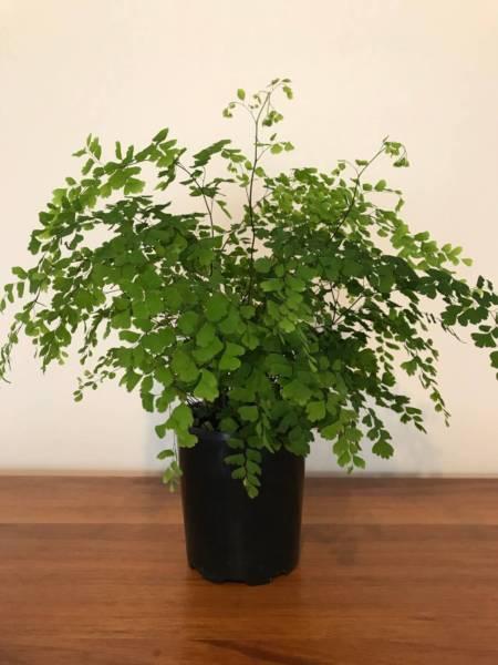 Small Maidenhair Fern Indoor Plant