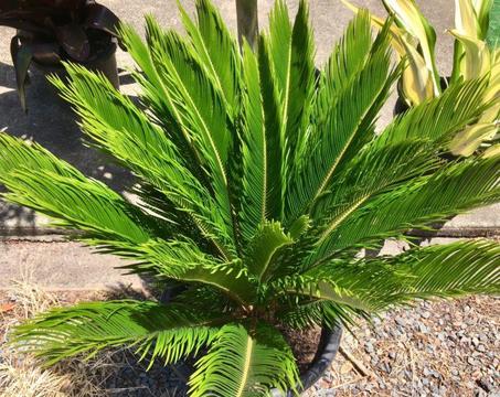 Sago Palms on Sale at Shedland - Cycas Revoluta