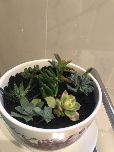 Extra large Succulent pots made to order- this one $69