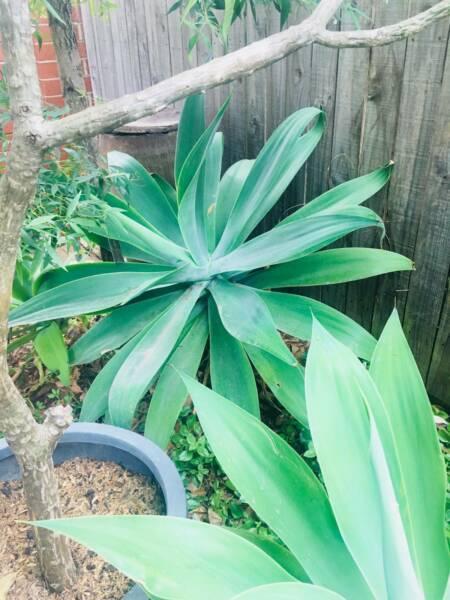 Large Medium and small size AGAVE SUCCULENT PLANTS