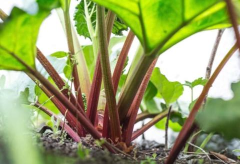 Rhubarb fruit plants available in season now