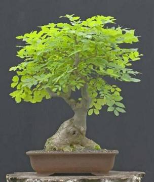 Bonsai starters available easy and fast growing
