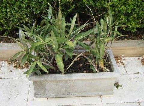 Gorgeous Mini Tree Orchid in cement planter