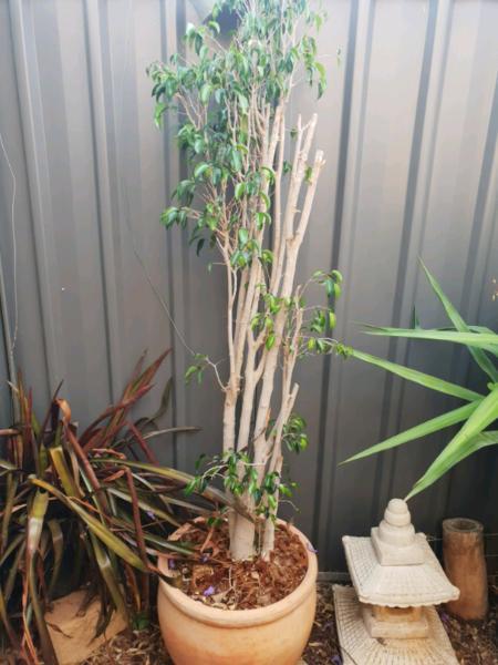 Ficus in terracotta pot