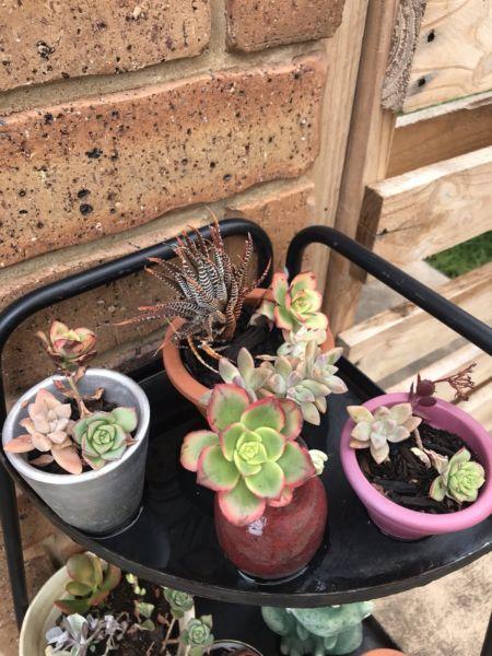 Assorted succulent plants &4 ea