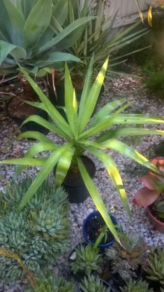 Yucca For Sale