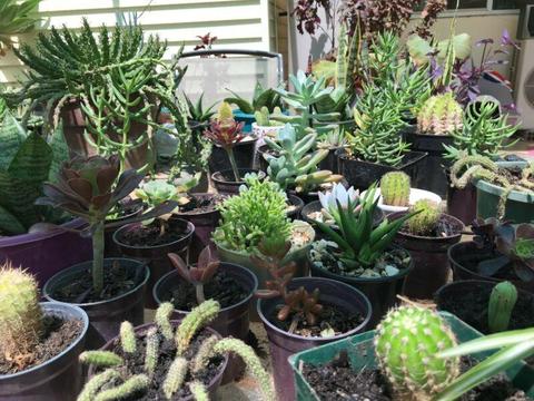 Cactus plants & succulent