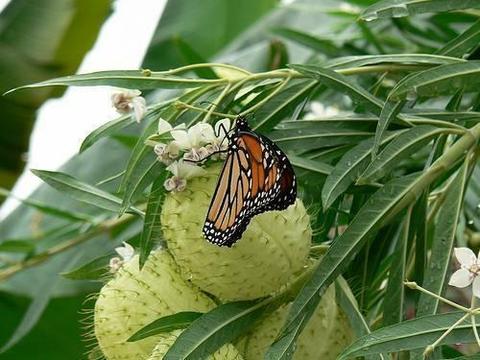 Milkweed Plants for Monarch Butterflies