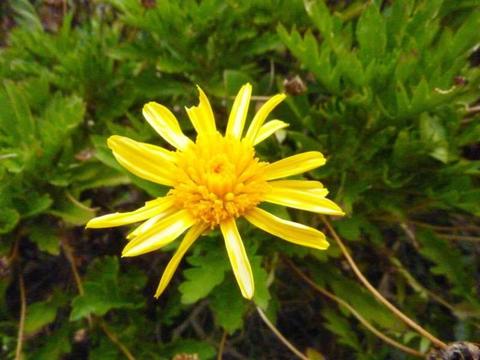 Euryops daisy plants