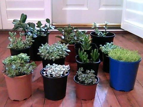 Wide variety of resilient succulent plants