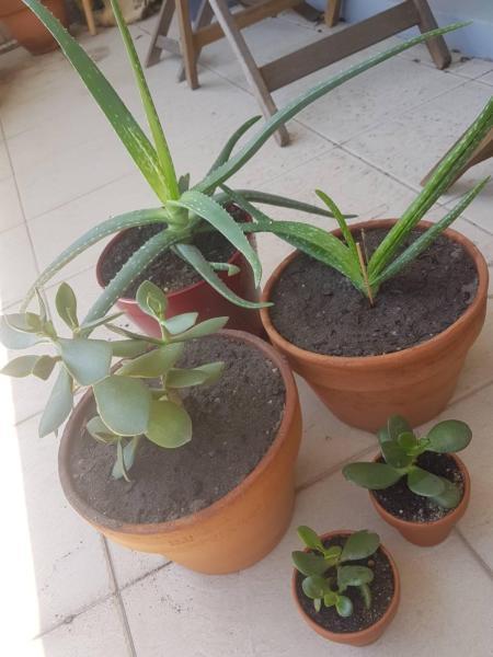 Plant bundle: succulents, 2 aloe, 3 jade $45 for all 5