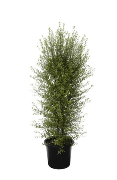 2x Pittosporum tenuifolium Silver Sheen trees