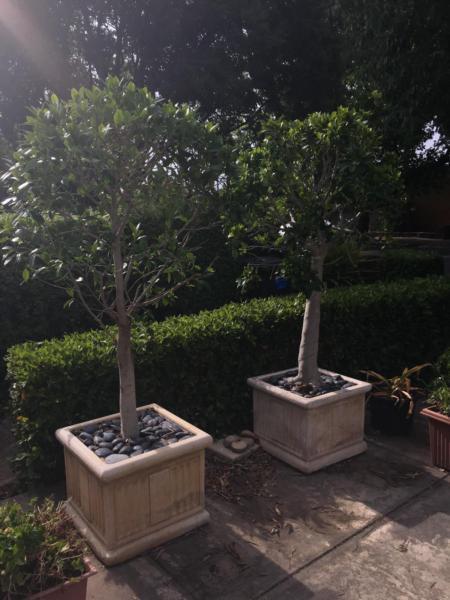 2 x Ficus Topiary Trees in concrete pots