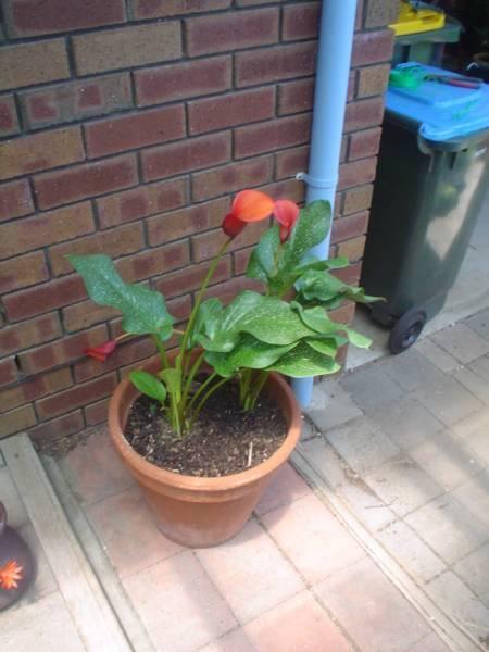 Red Alert Calla Lilly in a teracotta pot