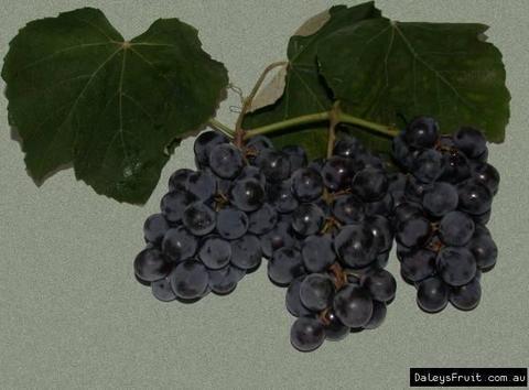 Isabella Grape Vines, buy four and Get One Free