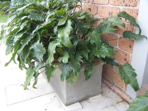 Stylish cement planter boxes
